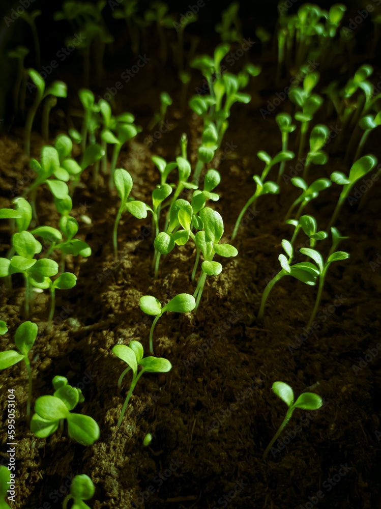 close-up of small shoots of the first greenery in the soil growing in the garden, spring farming, blurred background. selective focus, copy space. spring awakening in nature, time to plant seeds. close-up of small shoots of the first greenery in the soil growing in the garden, spring farming, blurred background. selective focus, copy space. spring awakening in nature, time to plant seeds.