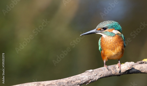 Common kingfisher, a bird sits on a branch on the river bank, looking intently into the water