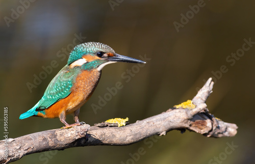 Common kingfisher, a young bird sits on a beautiful branch on the river