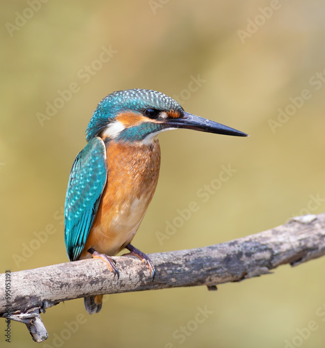 Common kingfisher, a bird sits on a branch on a beautiful flat background