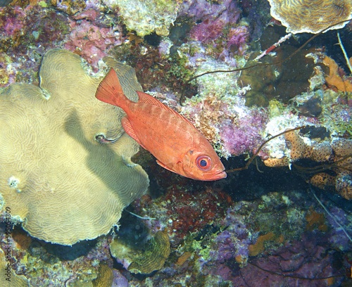 Glasseye Snapper on the reef