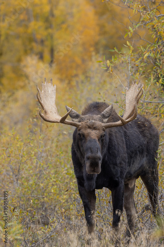 Fototapeta Naklejka Na Ścianę i Meble -  Bull Shiras Moose During the Fall Rut in Wyoming