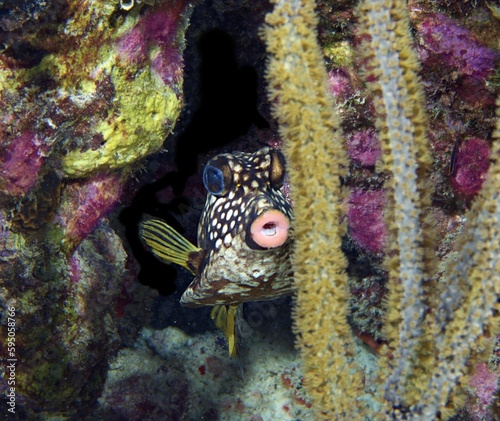 Smooth Trunkfish hiding in the reef