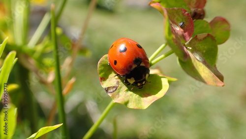 Little ladybug resting on a leaf in the countryside