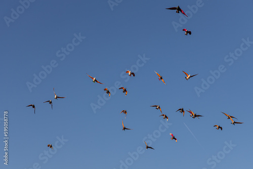 Beautiful flock of gray pigeons with red painted wings is flying in the blue sky in a park