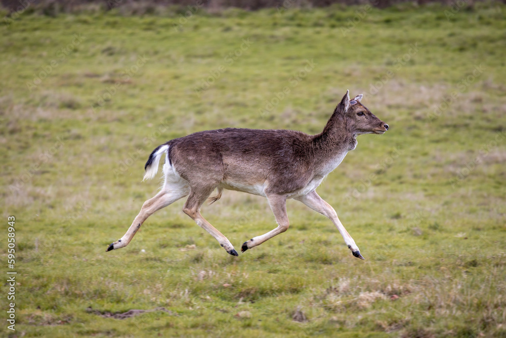 Obraz premium deer in the field