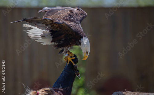 Bald Eagle on Leather Glove.  Raptors in Flight,  A Falconry Demonstration with an American Bald Eagle.  Photography. photo