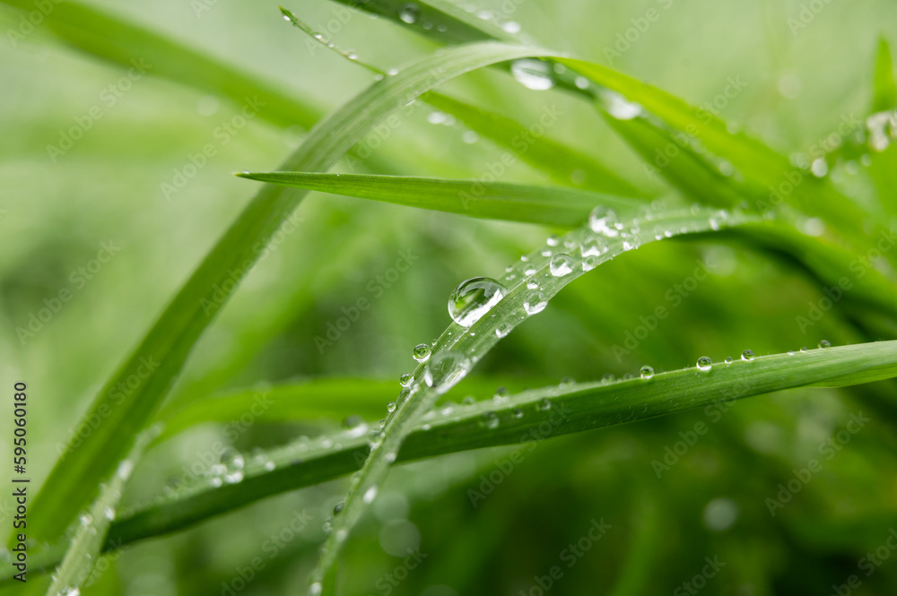 Large drop of water sparkles in sunshine on a leaf of grass close-up macro. Grass in morning dew in the spring summer on a green background