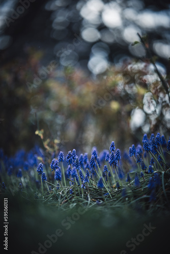 Blue flowers in the woods