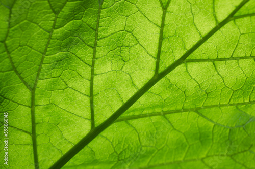Vibrant green leaf macro close up natural background