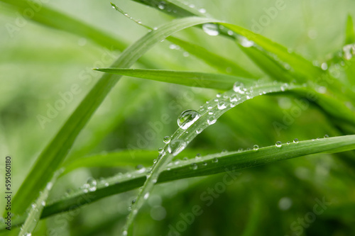 Large drop of water sparkles in sunshine on a leaf of grass close-up macro. Grass in morning dew in the spring summer on a green background