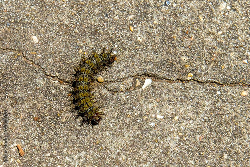 Venomous Buck Moth Caterpillar on the Sidewalk in New Orleans, Louisiana, USA