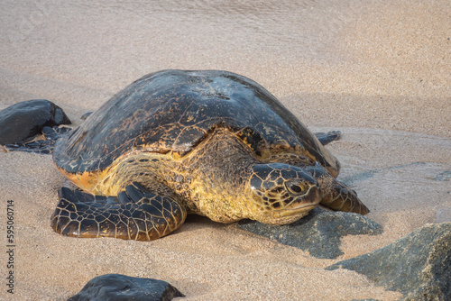 Closeup of a Hawaiian green sea turtles (Chelonia mydas) (honu) resting on the sands of Ho'okipa beach, Maui, Hawaii, USA