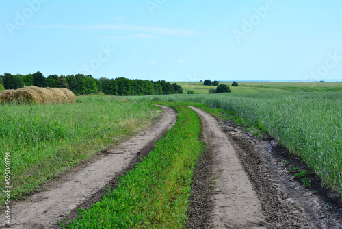 A dirt road in a field with a green grass  haystack and trees on horizon