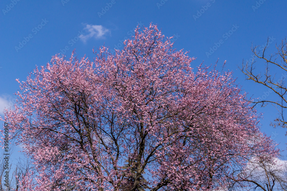 Prunus pendula flower buds