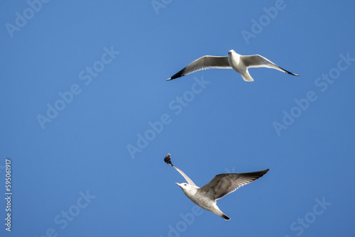 Two ring-billed gulls fly in blue sky