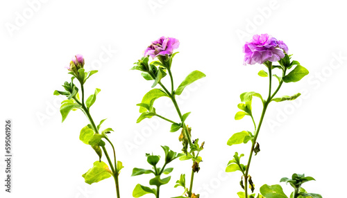Purple pink petunia flowers isolated on white background, © evannovostro