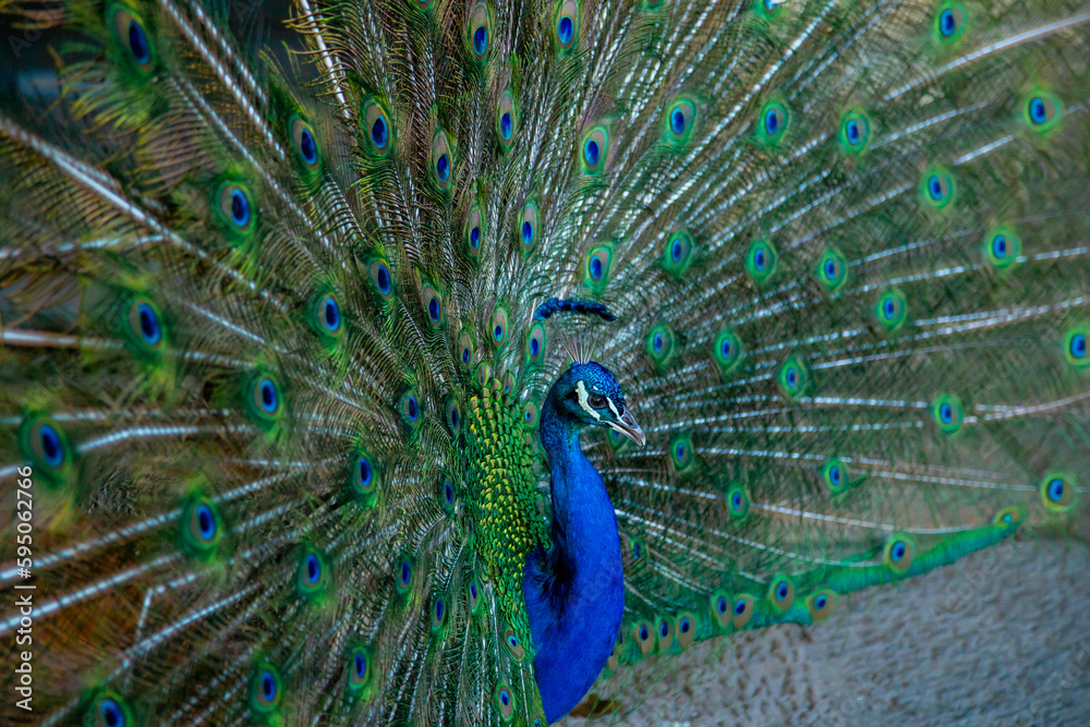 Obraz premium Pavo Real