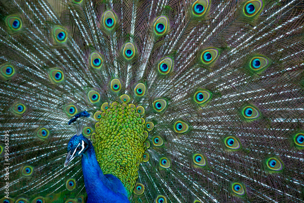 Obraz premium Pavo Real