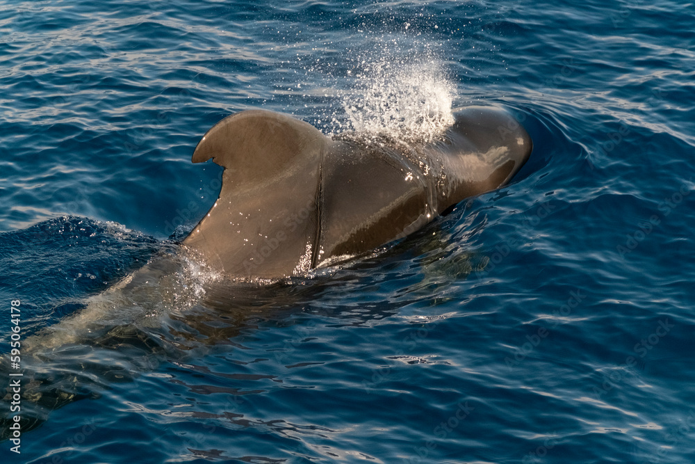 Obraz premium Calderón Tropical