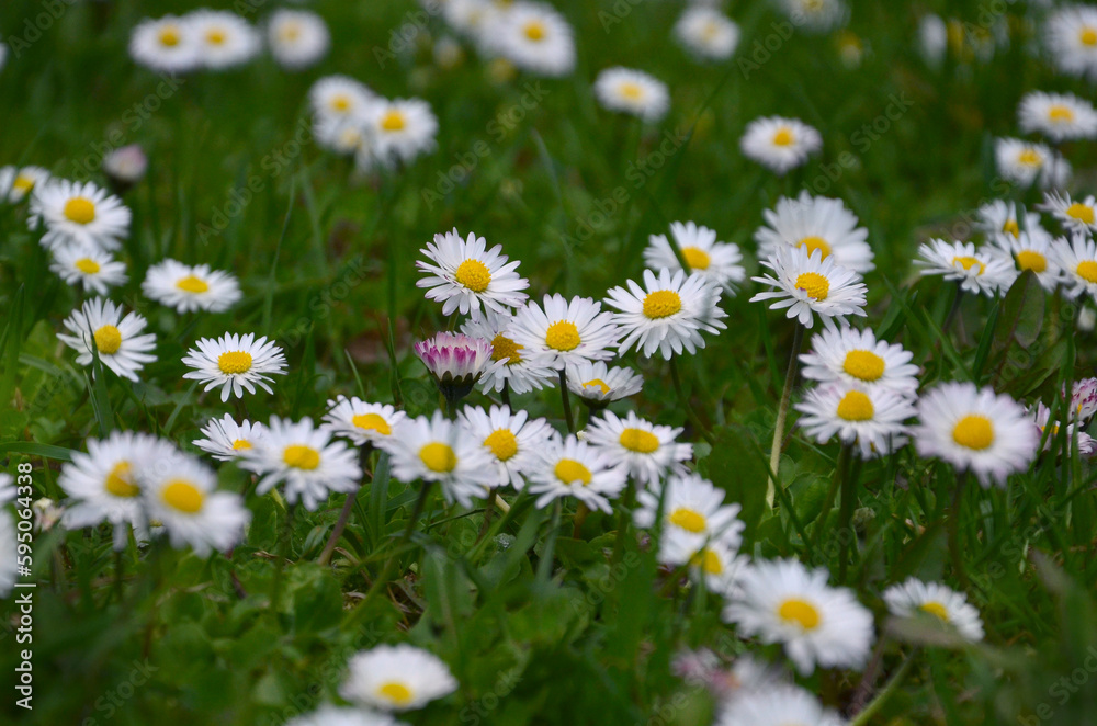 Field of wild daisies in spring. White wild daisies bloom on a spring meadow .Closeup photo .Selected focus.