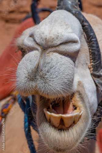 Camello en Marruecos, 