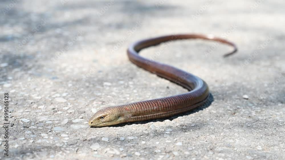 Sheltopusik on the road. European glass lizard in nature. Sheltopusik on the road. European glass lizard in nature.