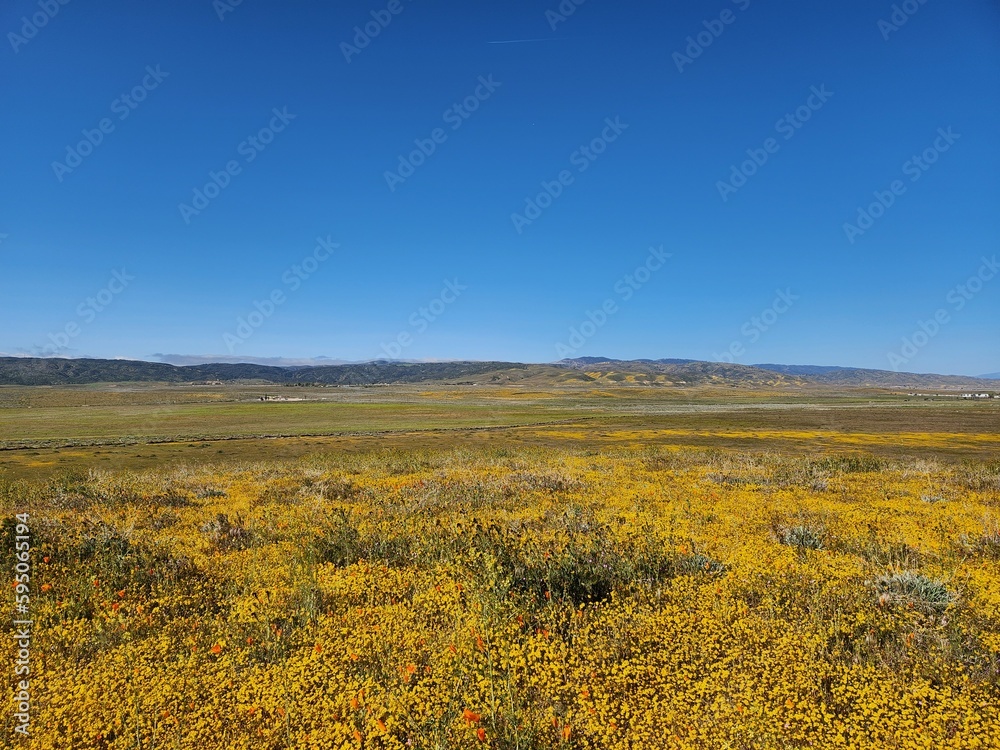 Landscape of colorful wildflowers in Antelope Valley Poppy Preserve, April 2023