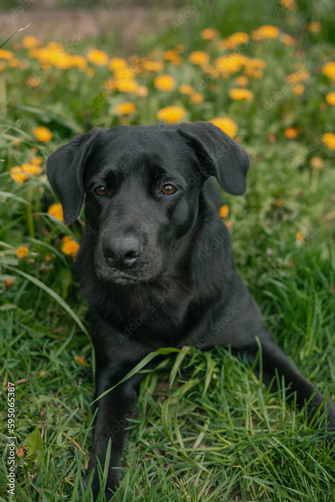 portrait of black labrador on dandelion's field portrait of black labrador on dandelion's field