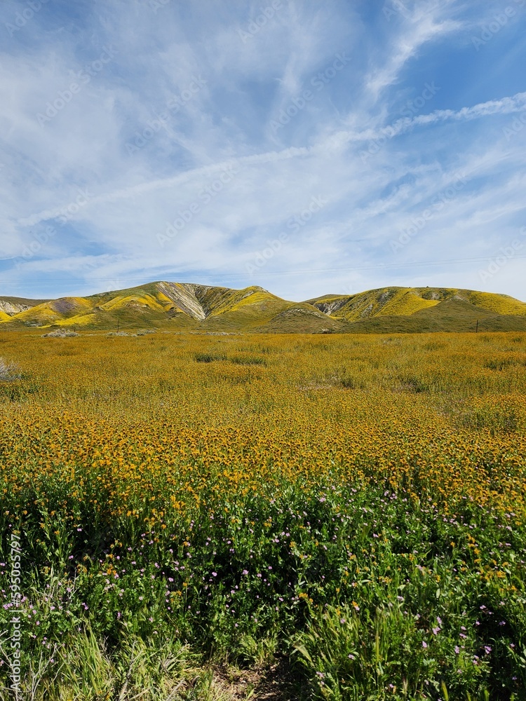 Landscape of colorful yellow, purple, and orange wildflowers covering the hills of Carrizo Plain National Monument, April 2023