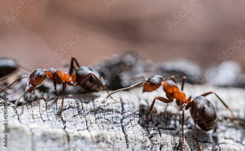 Entre hormigas © jordirenart