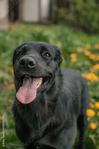 portrait of black labrador on dandelion s field 