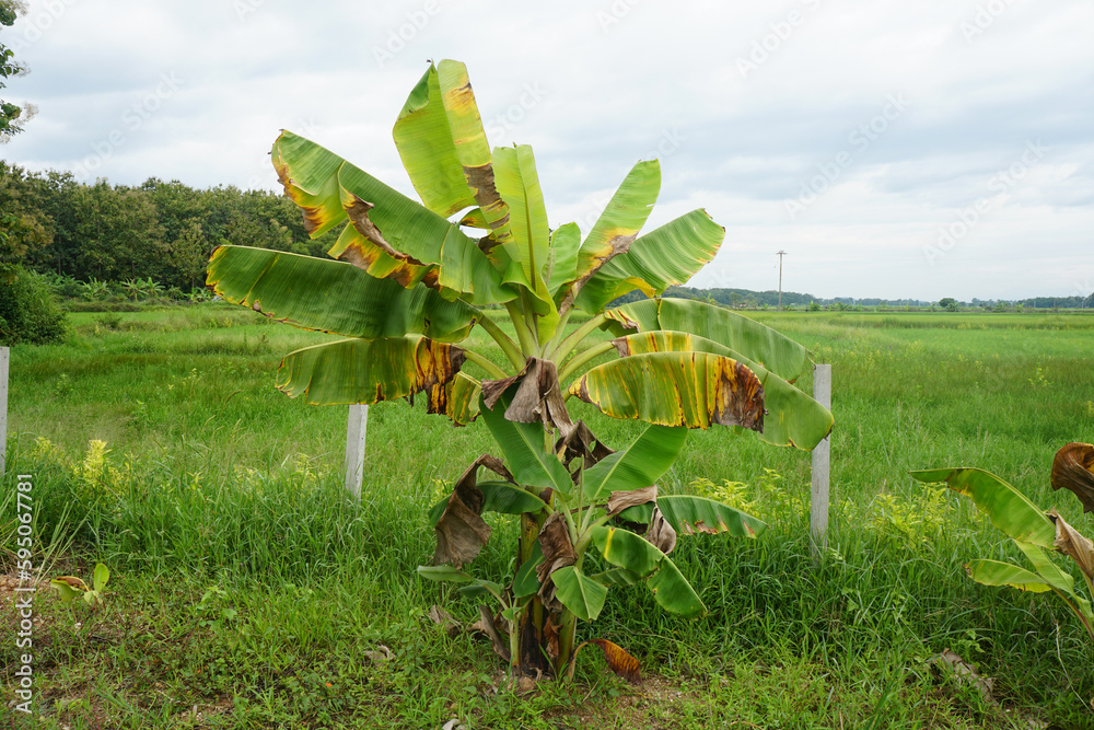 Banana leaves yellowing is caused by the fungus. Yellow