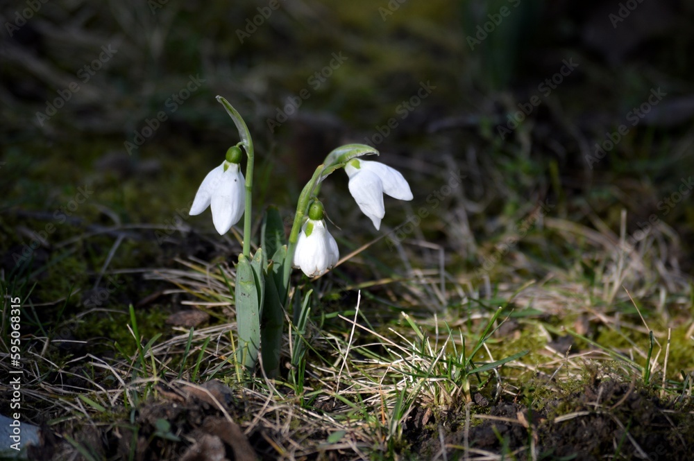 white snowdrop flower in the meadow white snowdrop flower in the meadow