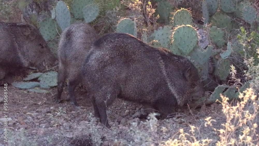 Collared Peccary or Javelina Eating Chewing Prickly Pear Cactus On Knees Stock ビデオ Adobe Stock