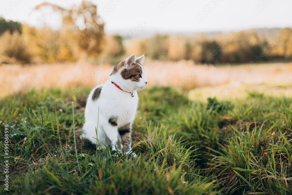 Pretty white tabby cat with bell walking through grass outside. Shorthair cat with handbell in grass outdoors