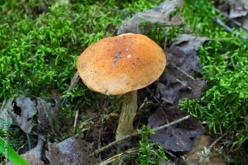 Brownish orange mushroom among green fluffy moss in a forest in late summer