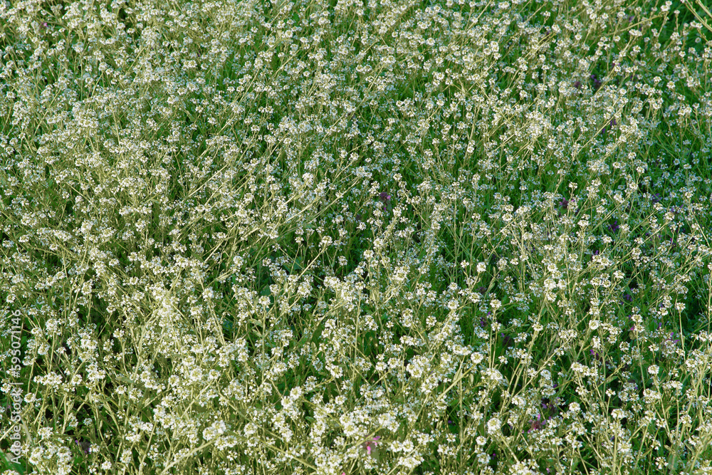 Close-up on a lawn, grass texture background. A close-up shot focusing on the flowers of the grass. Close-up on a lawn, grass texture background. A close-up shot focusing on the flowers of the grass.