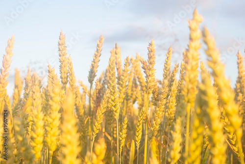 Wheat field harvest with yellow and golden ripe ears growing