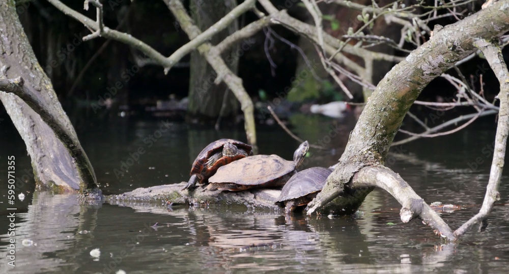 Wasserschildkröte sitzen auf Ast im Alsterkanal Wasserschildkröte sitzen auf Ast im Alsterkanal