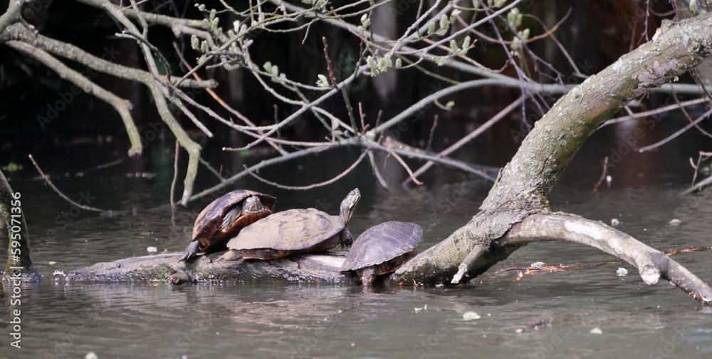 Ausgesetzte Wasserschildkröten im Alsterkanal