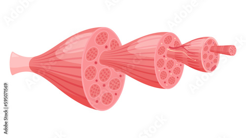 筋肉の構造のイラスト