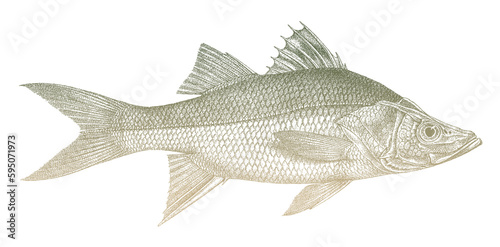 Fat snook centropomus parallelus, marine fish from Atlantic Ocean photo