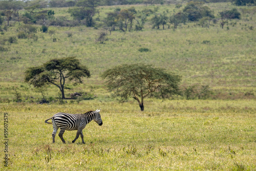 Zebra in Lake Nakuru, Kenya