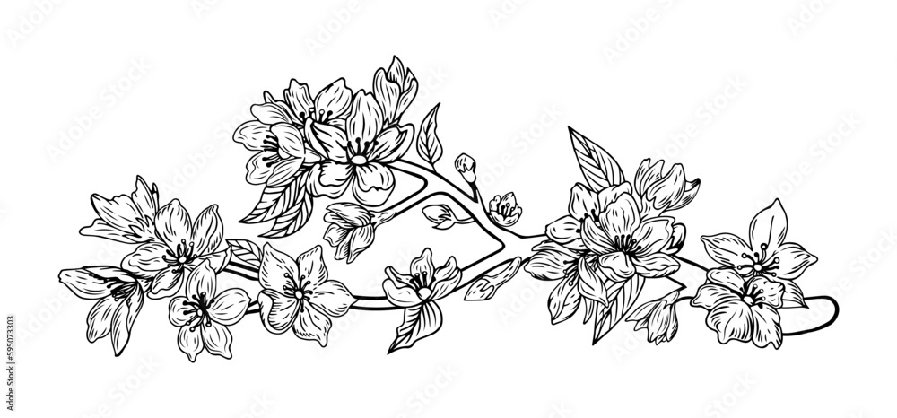 Sakura blossom, line japanese flowers. Outline japan or chinese floral branch, spring petals, hand drawn bloom. Decorative element isolated on white background. Vector tidy botanical design Sakura blossom, line japanese flowers. Outline japan or chinese floral branch, spring petals, hand drawn bloom. Decorative element isolated on white background. Vector tidy botanical design