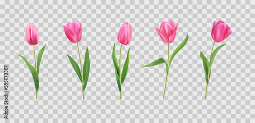 Realistic tulip flowers, plant bouquet. Pink spring bunch, nature wedding set of buds, floral leaf. Decorative objects isolated on transparent background. Vector neoteric 3d illustration
