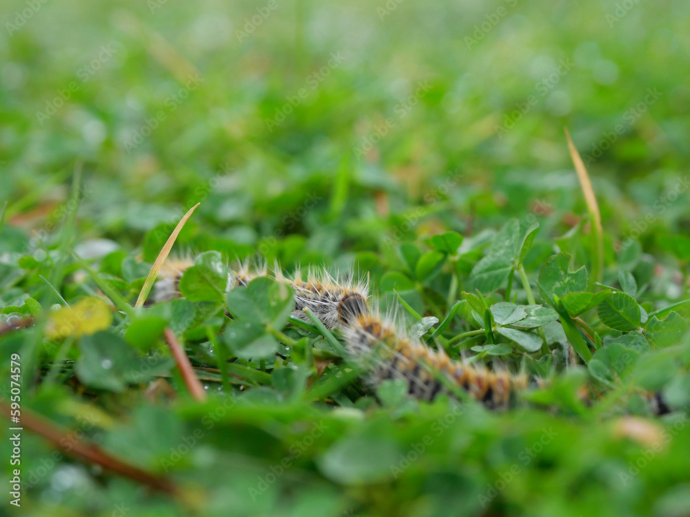 plusieurs chenilles (chenille) processionnaires (processionnaire) du pin dans de l'herbe verte (gazon vert) en troupeau en gros plan (macro) - (thaumetopoea pityocampa)