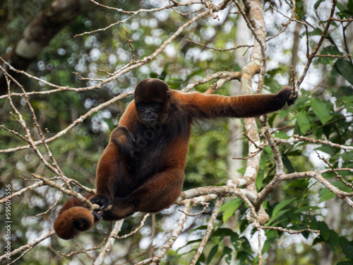 Amazonia
