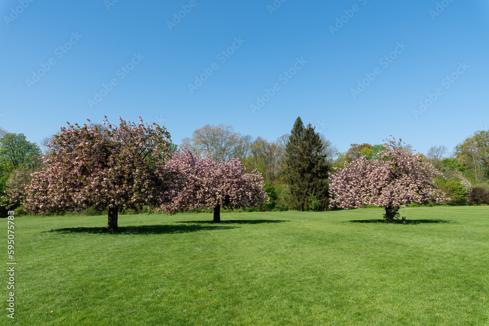 Cherry trees with pink flowers in full bloom on a sunny spring day. Shot in public Departemental Parc de Sceaux - Hauts-de-Seine, France. Cherry trees with pink flowers in full bloom on a sunny spring day. Shot in public Departemental Parc de Sceaux - Hauts-de-Seine, France.