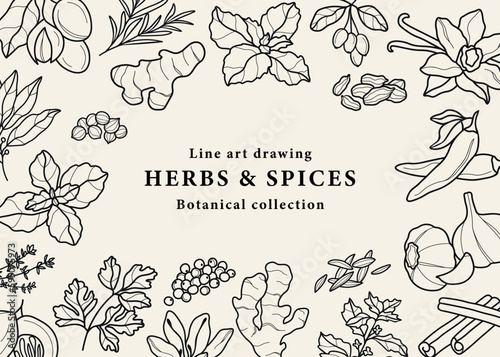 Line art spices and herbs background